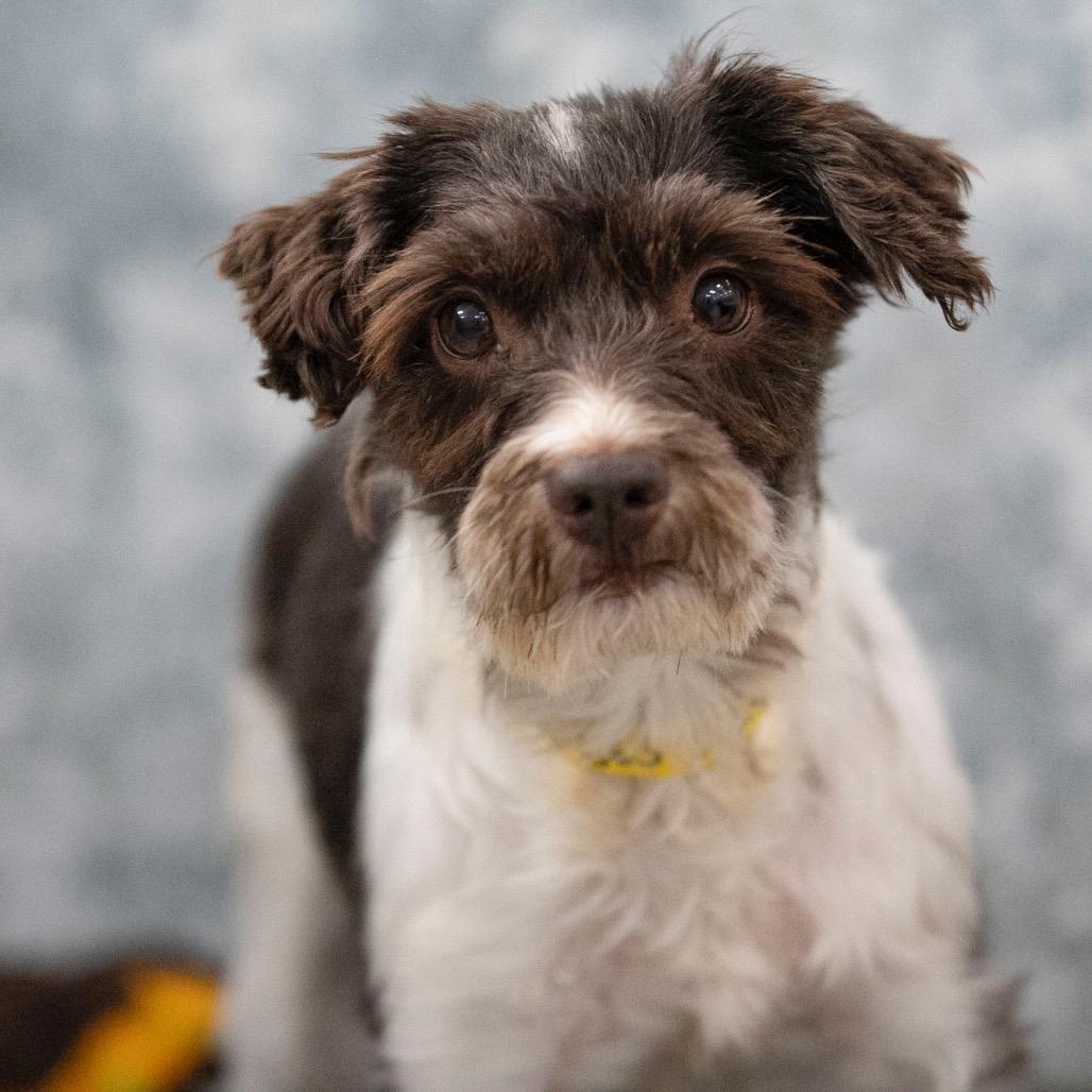 Enlarge Echo (JN25-472), a Adoptable Schnauzer in Peyton, CO image 2/6