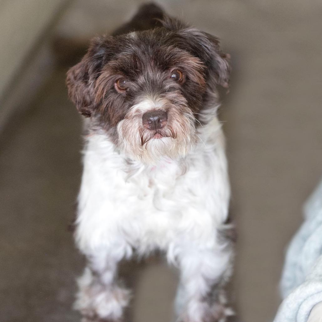 Enlarge Echo (JN25-472), a Adoptable Schnauzer in Peyton, CO image 3/6