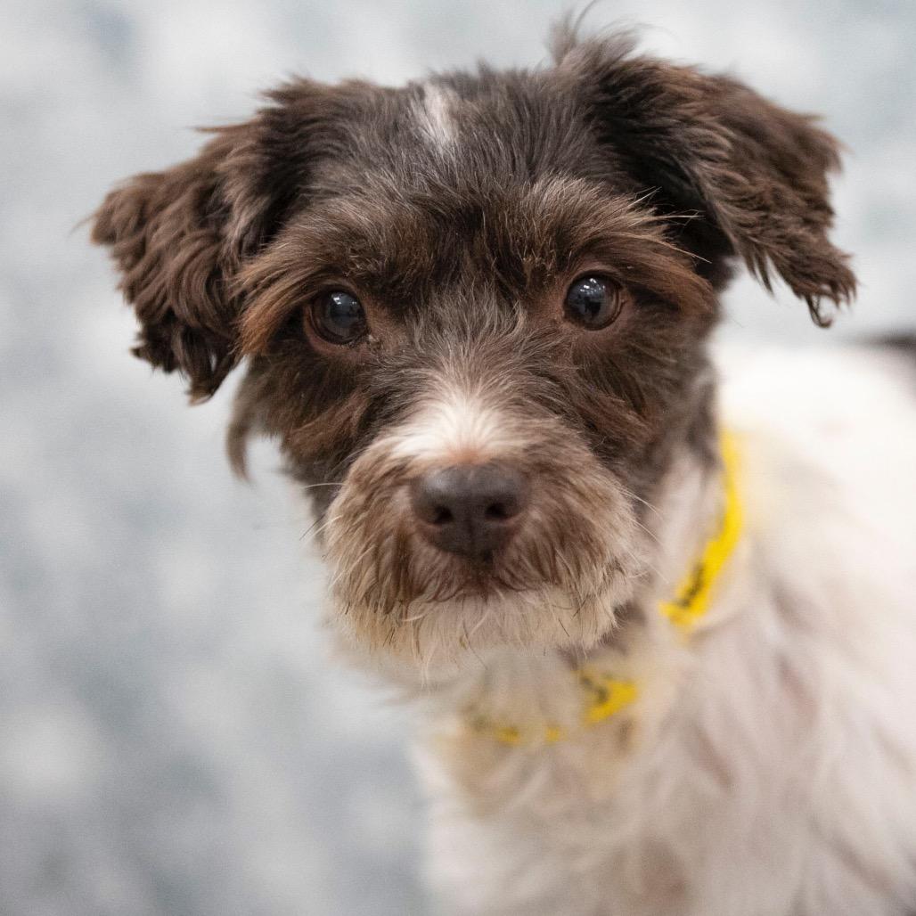 Enlarge Echo (JN25-472), a Adoptable Schnauzer in Peyton, CO image 4/6