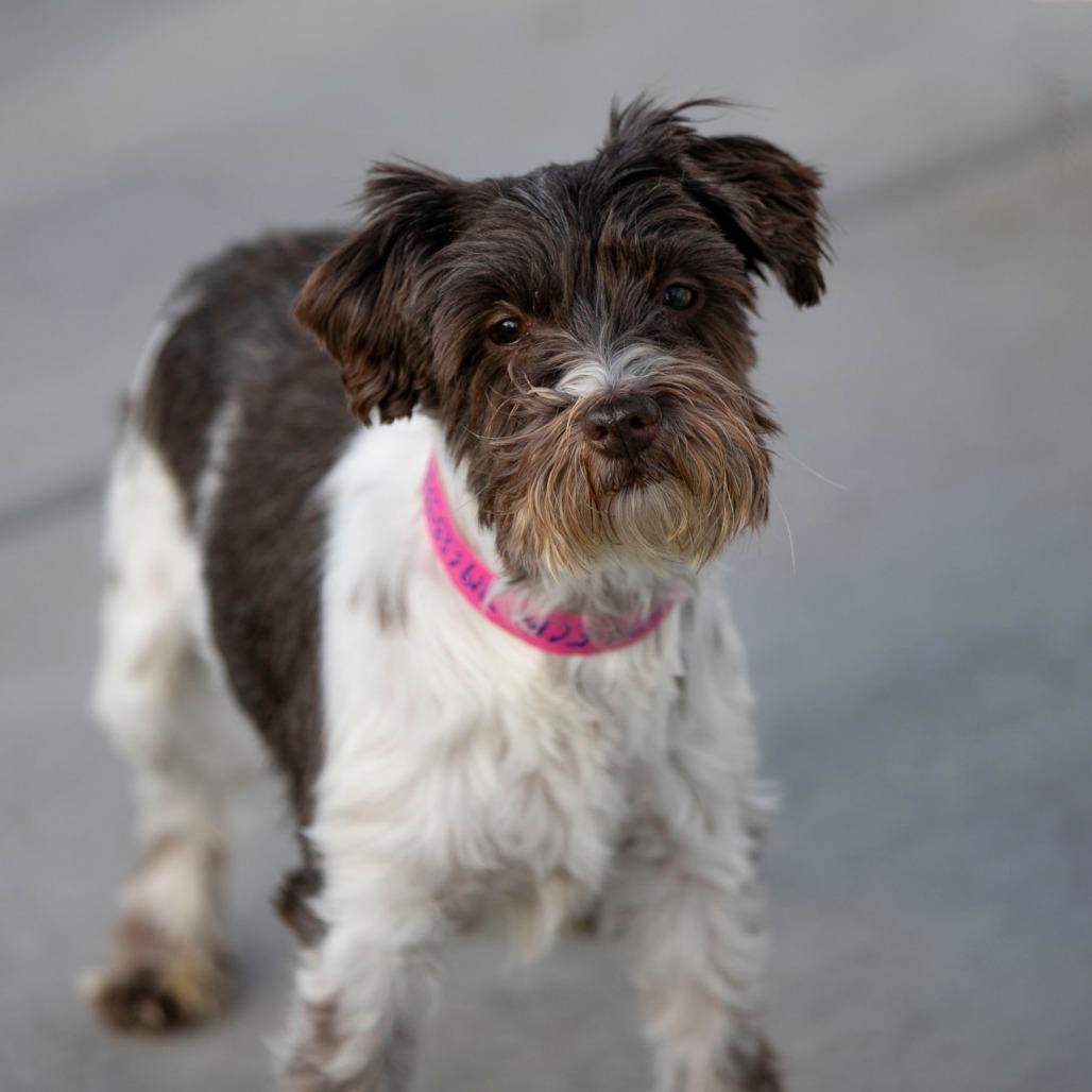 Enlarge Echo (JN25-472), a Adoptable Schnauzer in Peyton, CO image 5/6