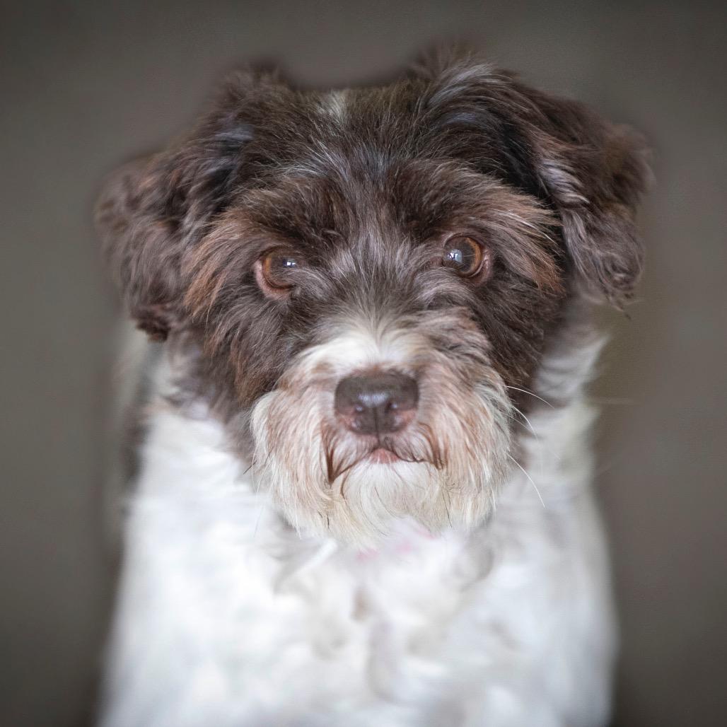 Enlarge Echo (JN25-472), a Adoptable Schnauzer in Peyton, CO image 6/6