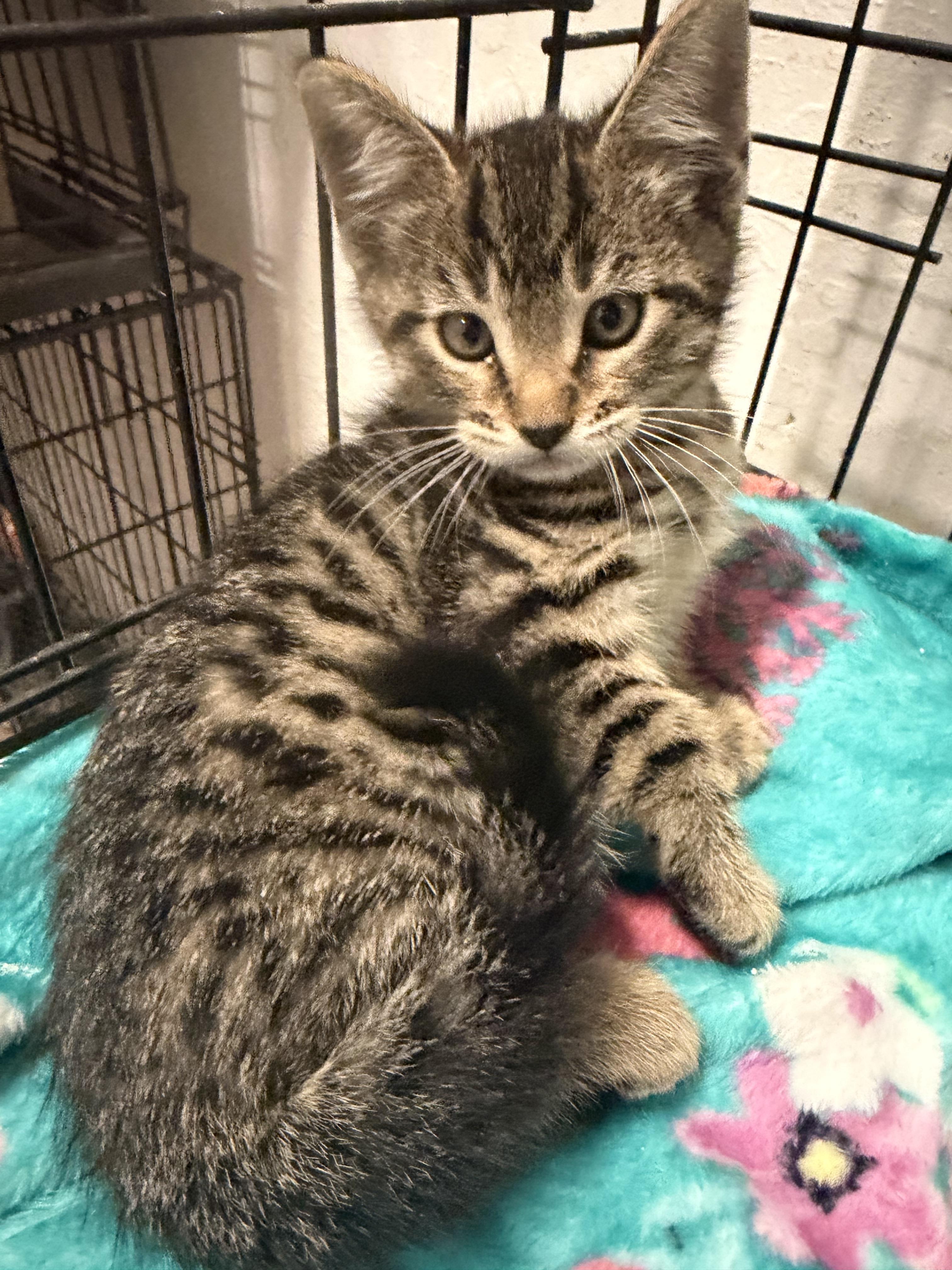 Enlarge Barry, a Adoptable Domestic Short Hair in Rio Linda, CA image 1/1