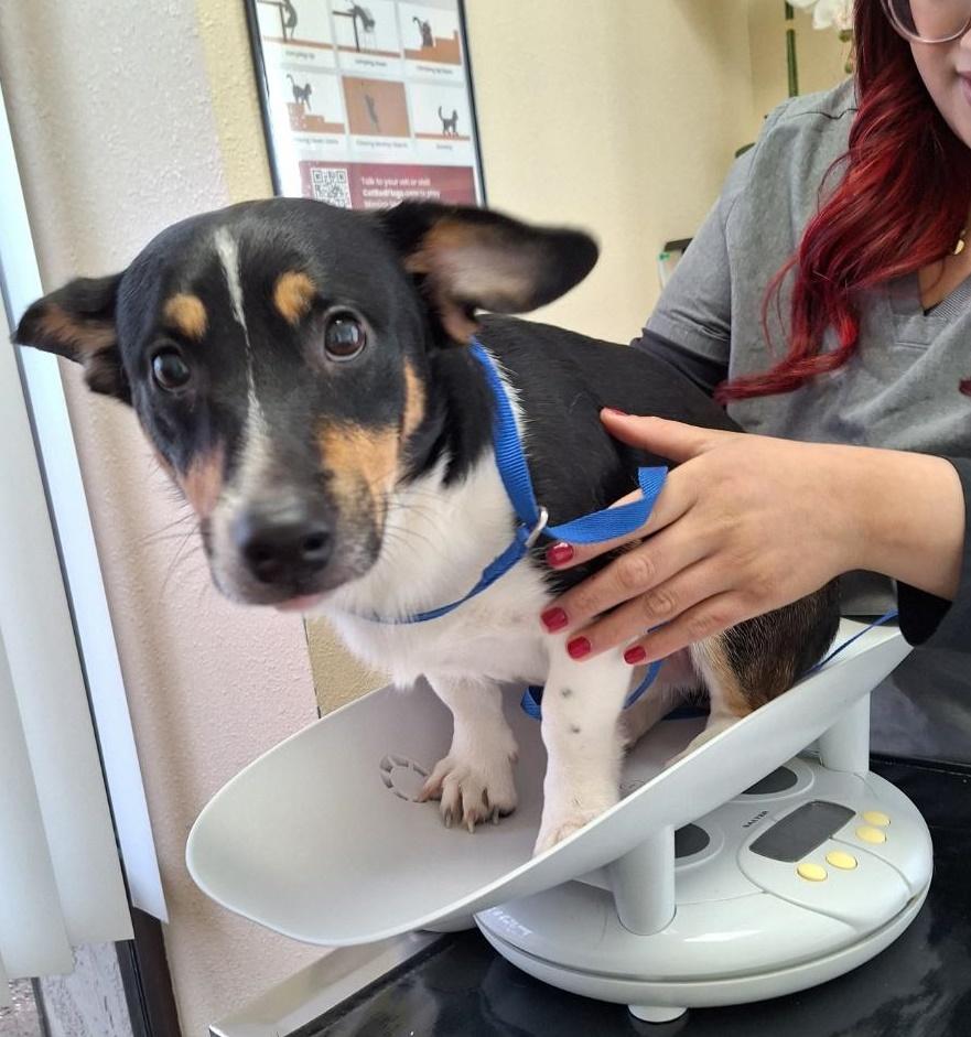 Enlarge Rosco, a ADOPTABLE mixed breed in Salem, OR image 2/3