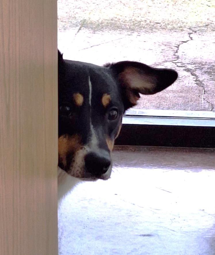 Enlarge Rosco, a ADOPTABLE mixed breed in Salem, OR image 3/3