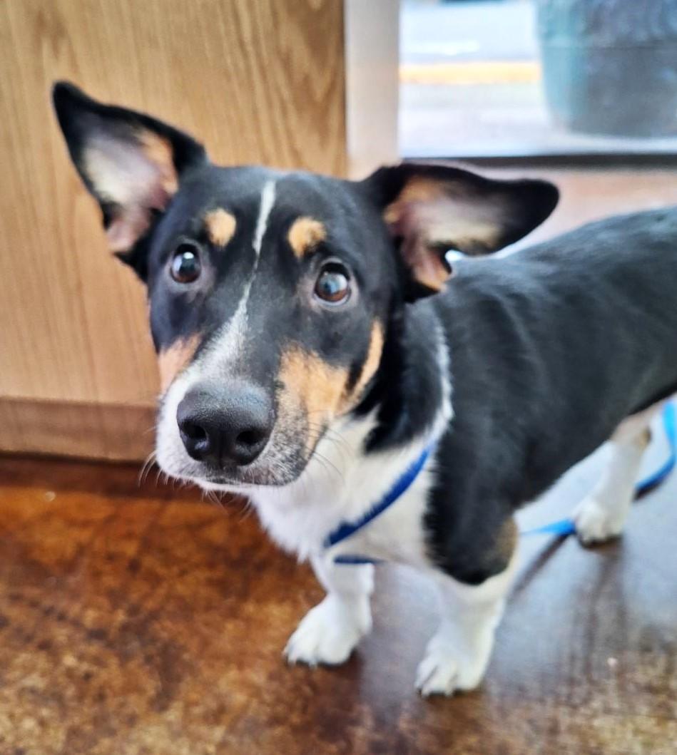 Rosco, ADOPTABLE, Young Male Corgi & Jack Russell Terrier.