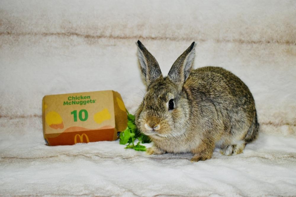 McNugget, Adopted, Baby Female Bunny Rabbit.