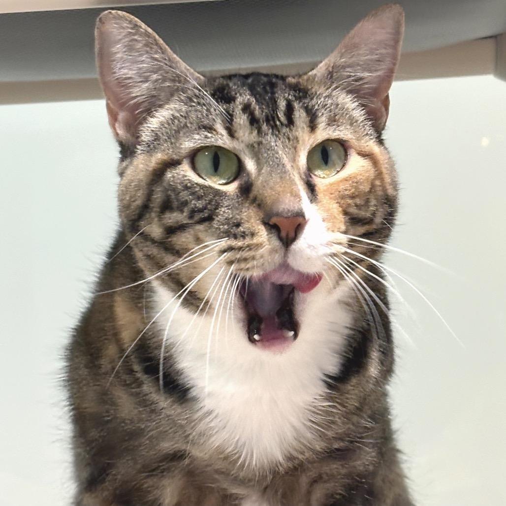 Enlarge Lady Bug, a Adoptable Domestic Short Hair in Sarasota, FL image 1/6