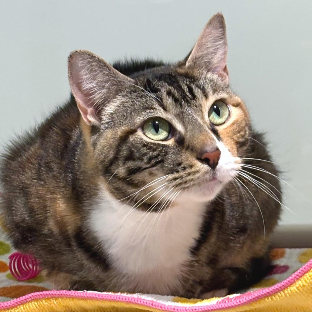 Enlarge Lady Bug, a Adoptable Domestic Short Hair in Sarasota, FL image 2/6