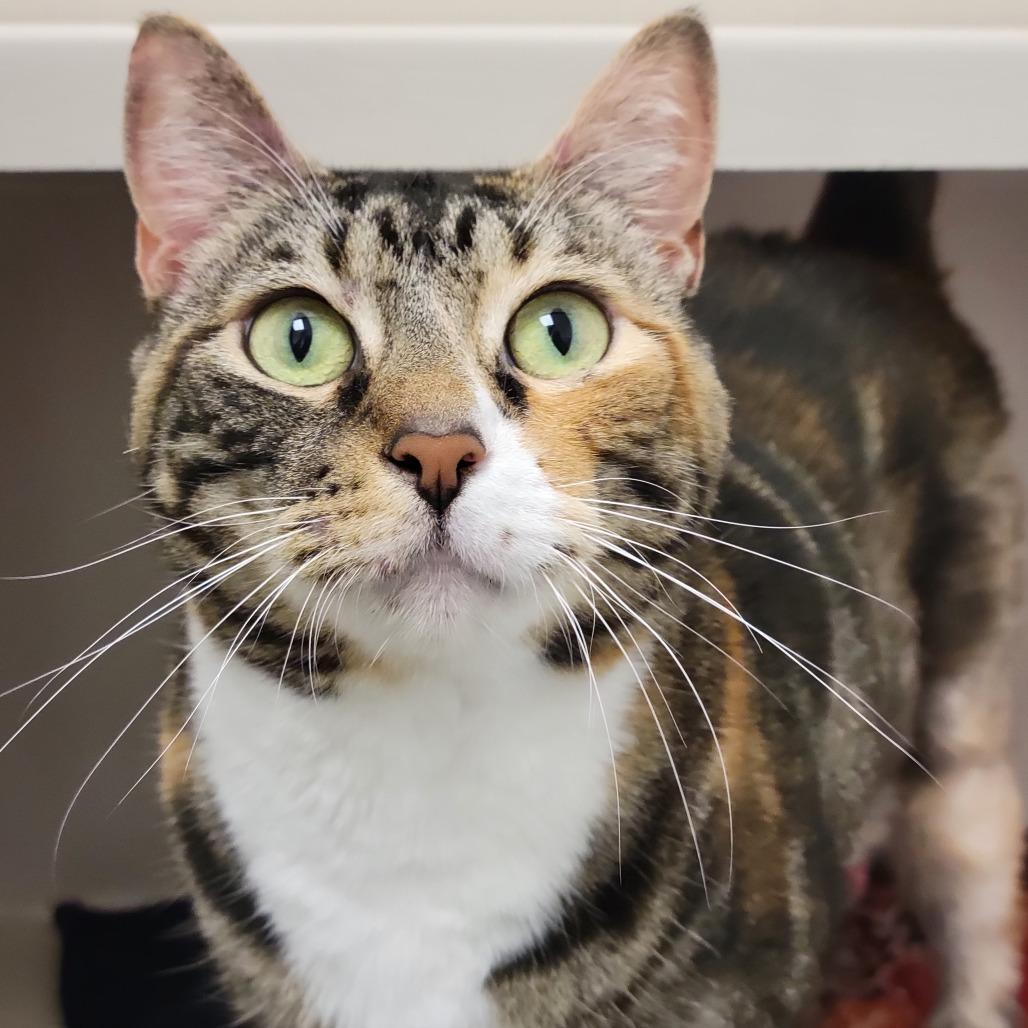 Enlarge Lady Bug, a Adoptable Domestic Short Hair in Sarasota, FL image 3/6