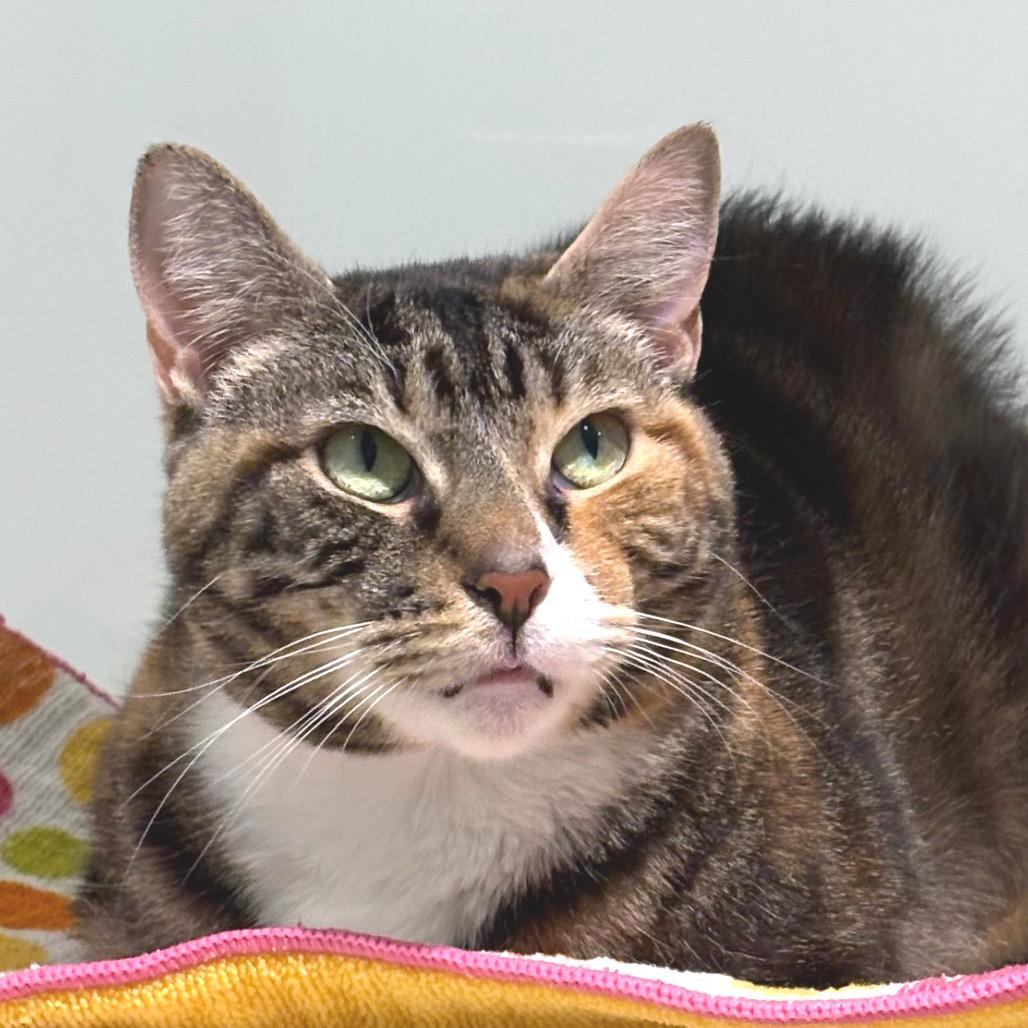 Enlarge Lady Bug, a Adoptable Domestic Short Hair in Sarasota, FL image 4/6