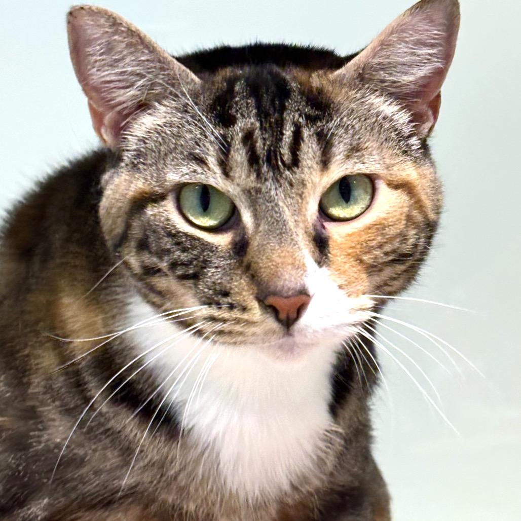 Enlarge Lady Bug, a Adoptable Domestic Short Hair in Sarasota, FL image 5/6