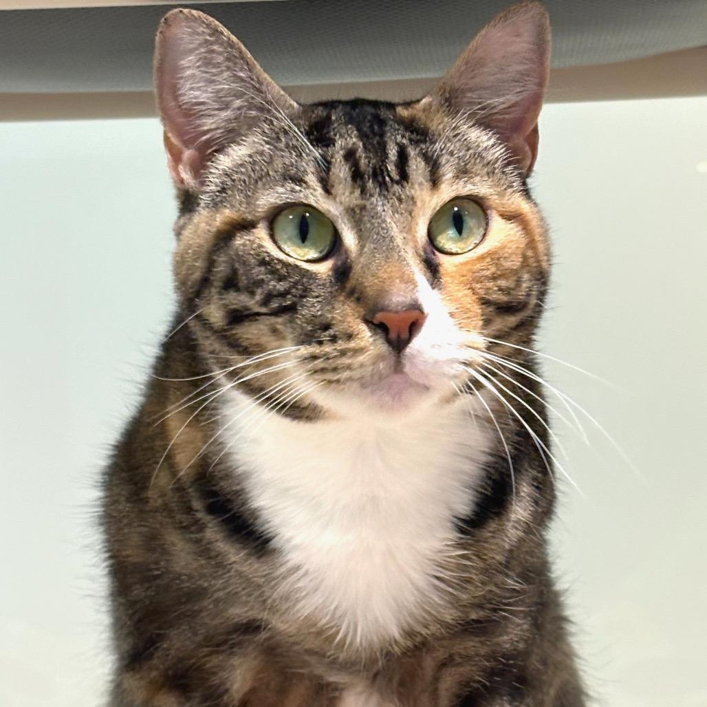 Enlarge Lady Bug, a Adoptable Domestic Short Hair in Sarasota, FL image 6/6
