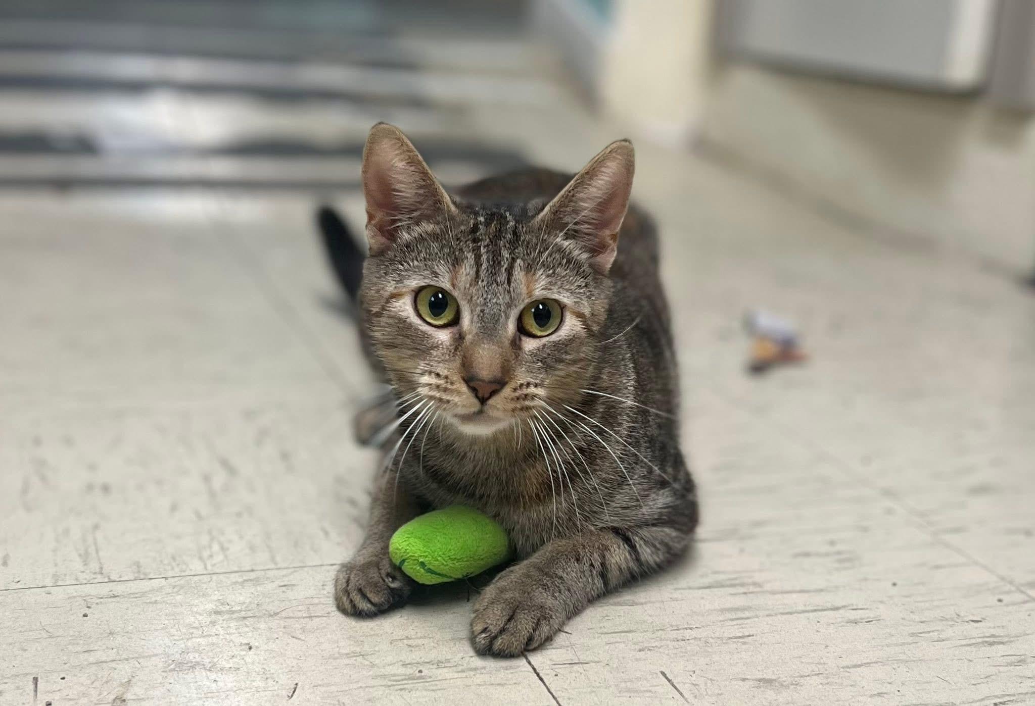 Trundle, a ADOPTABLE Domestic Short Hair in Media, PA image 1/6