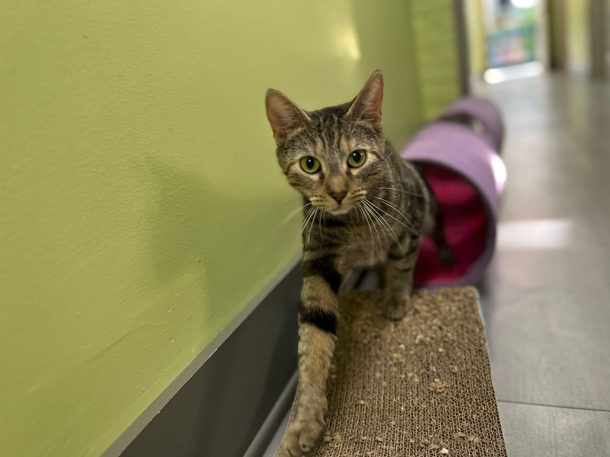 Trundle, a ADOPTABLE Domestic Short Hair in Media, PA image 2/6