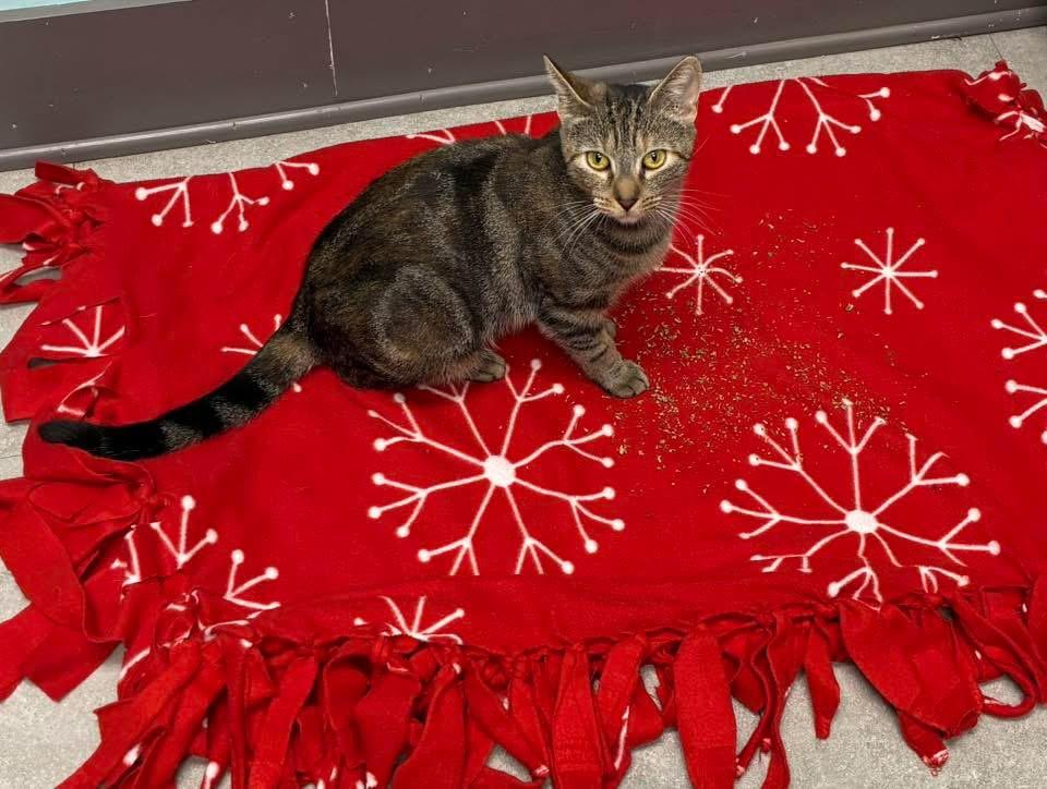 Trundle, a ADOPTABLE Domestic Short Hair in Media, PA image 3/6