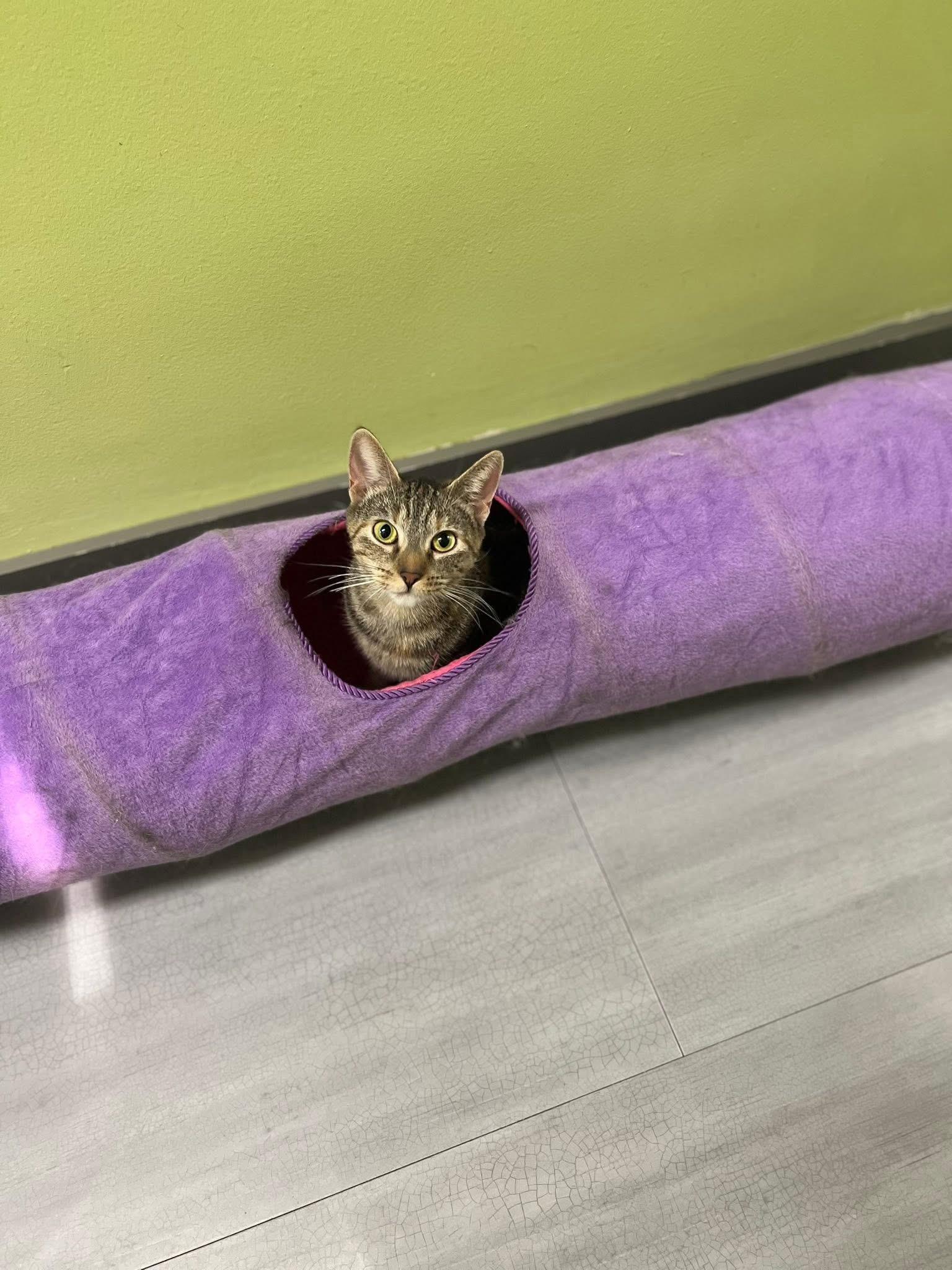 Trundle, a ADOPTABLE Domestic Short Hair in Media, PA image 4/6