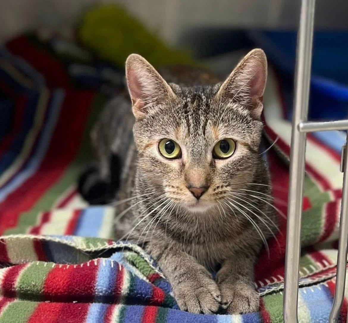 Trundle, a ADOPTABLE Domestic Short Hair in Media, PA image 5/6