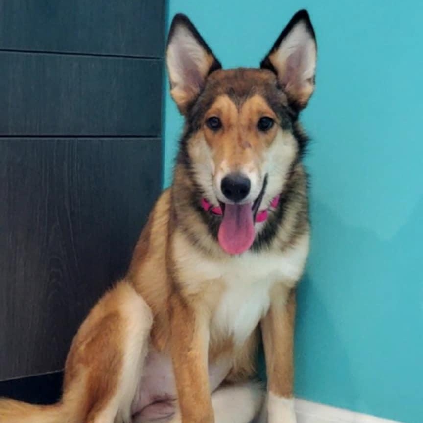 Nessie, ADOPTABLE, Young Female Collie.