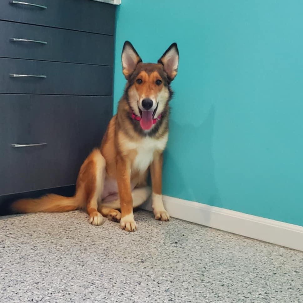 Enlarge Nessie, a ADOPTABLE mixed breed in Hutchinson, MN image 2/3