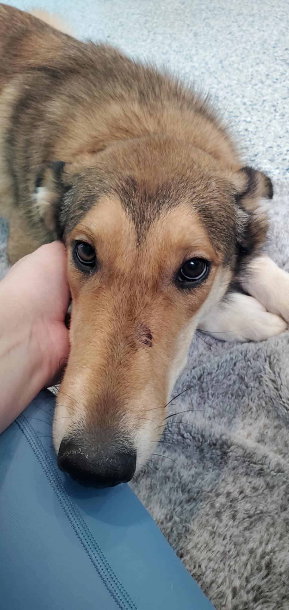 Enlarge Nessie, a ADOPTABLE mixed breed in Hutchinson, MN image 3/3