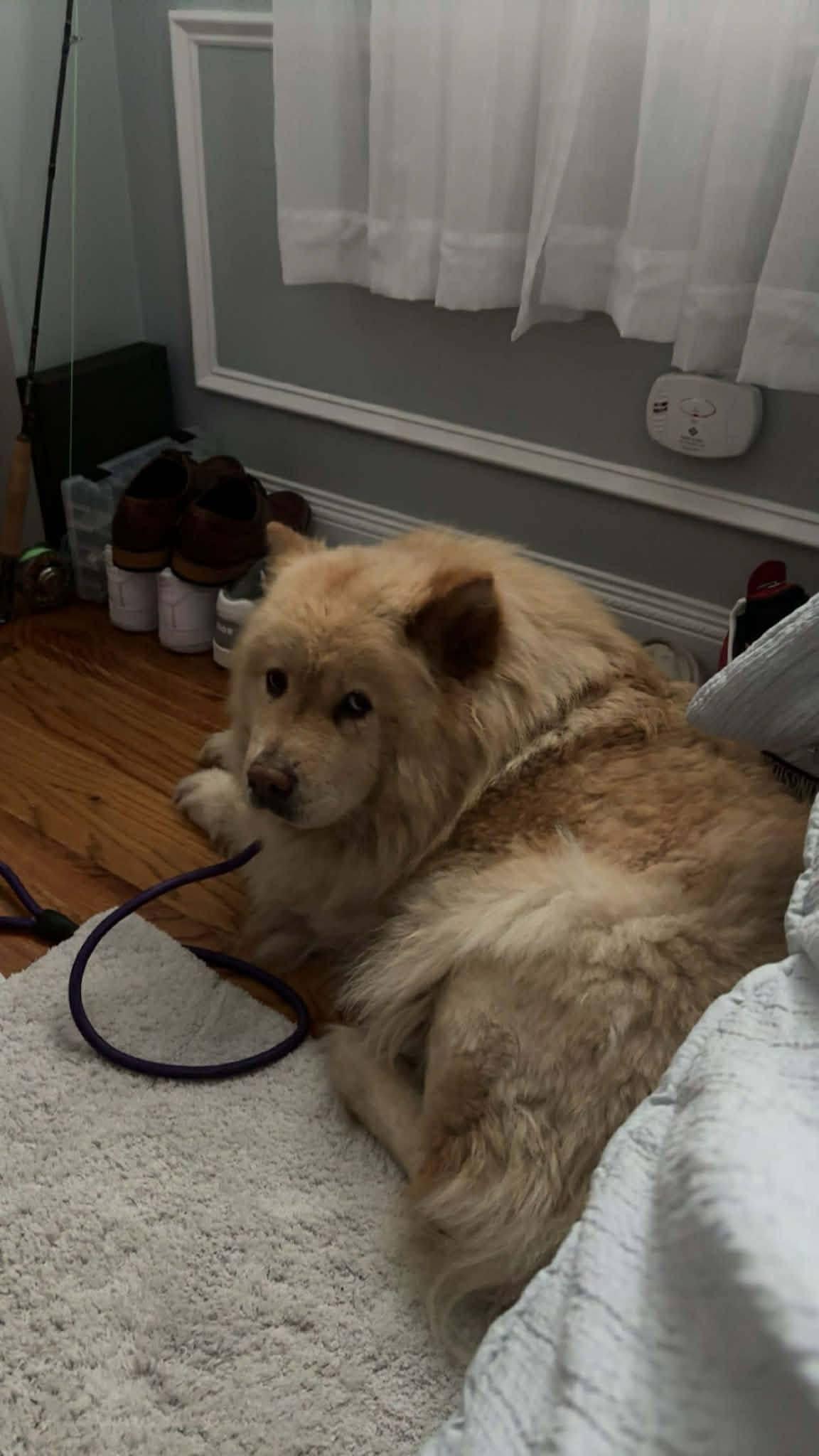 Enlarge Angel, a ADOPTABLE Chow Chow in Bayport, NY image 1/2