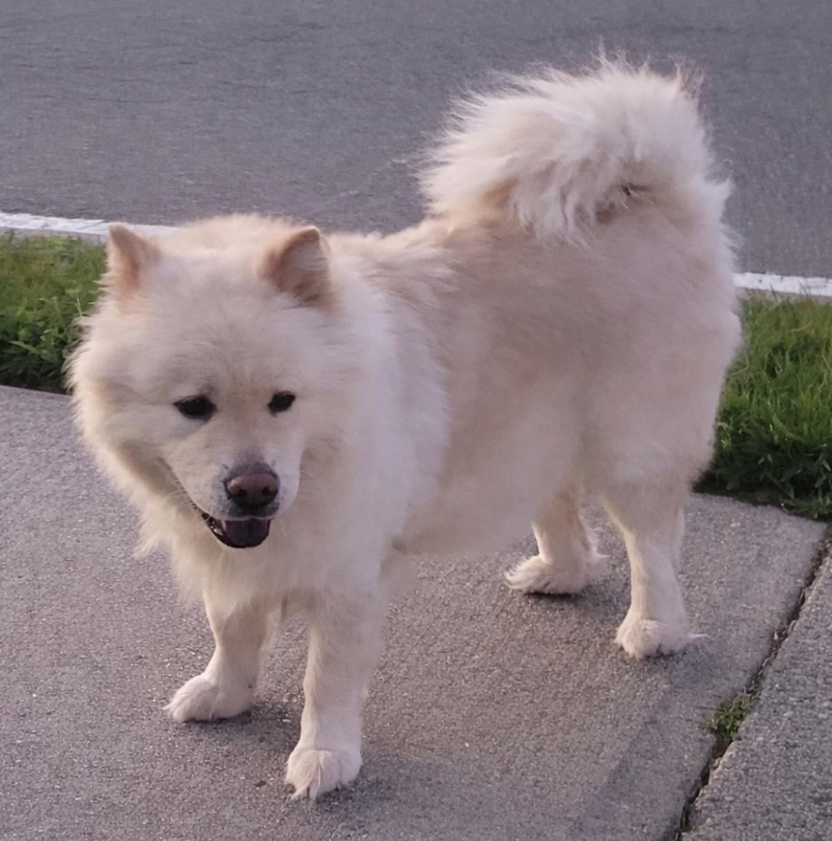 Enlarge Angel, a ADOPTABLE Chow Chow in Bayport, NY image 2/2