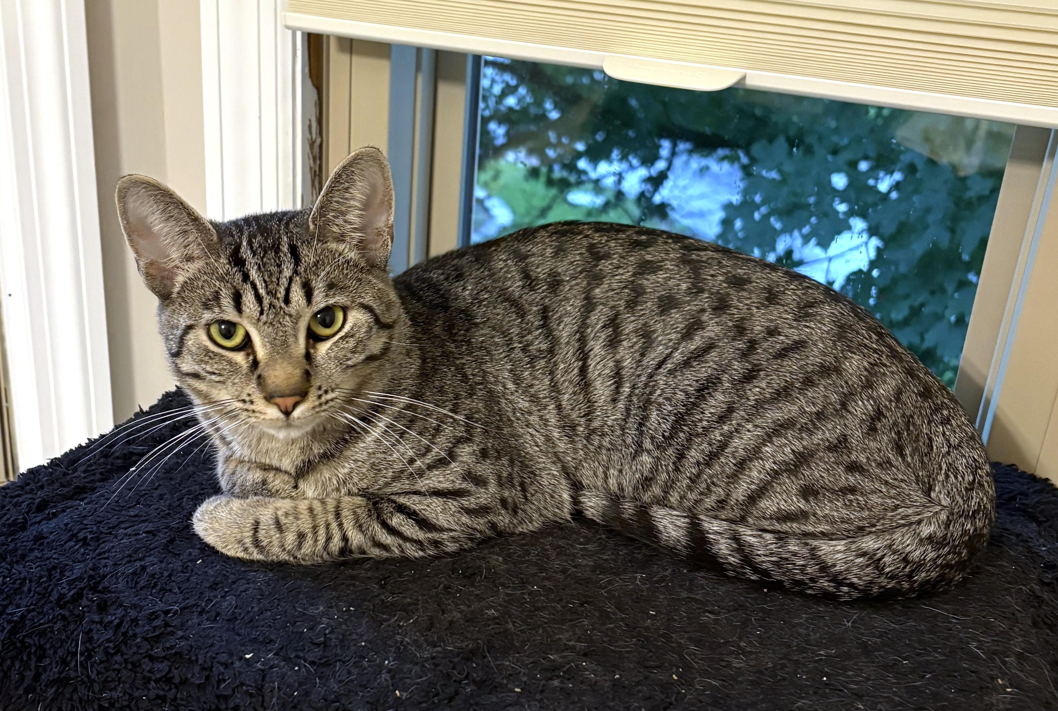 Roscoe, ADOPTABLE, Kitten Male Tabby.
