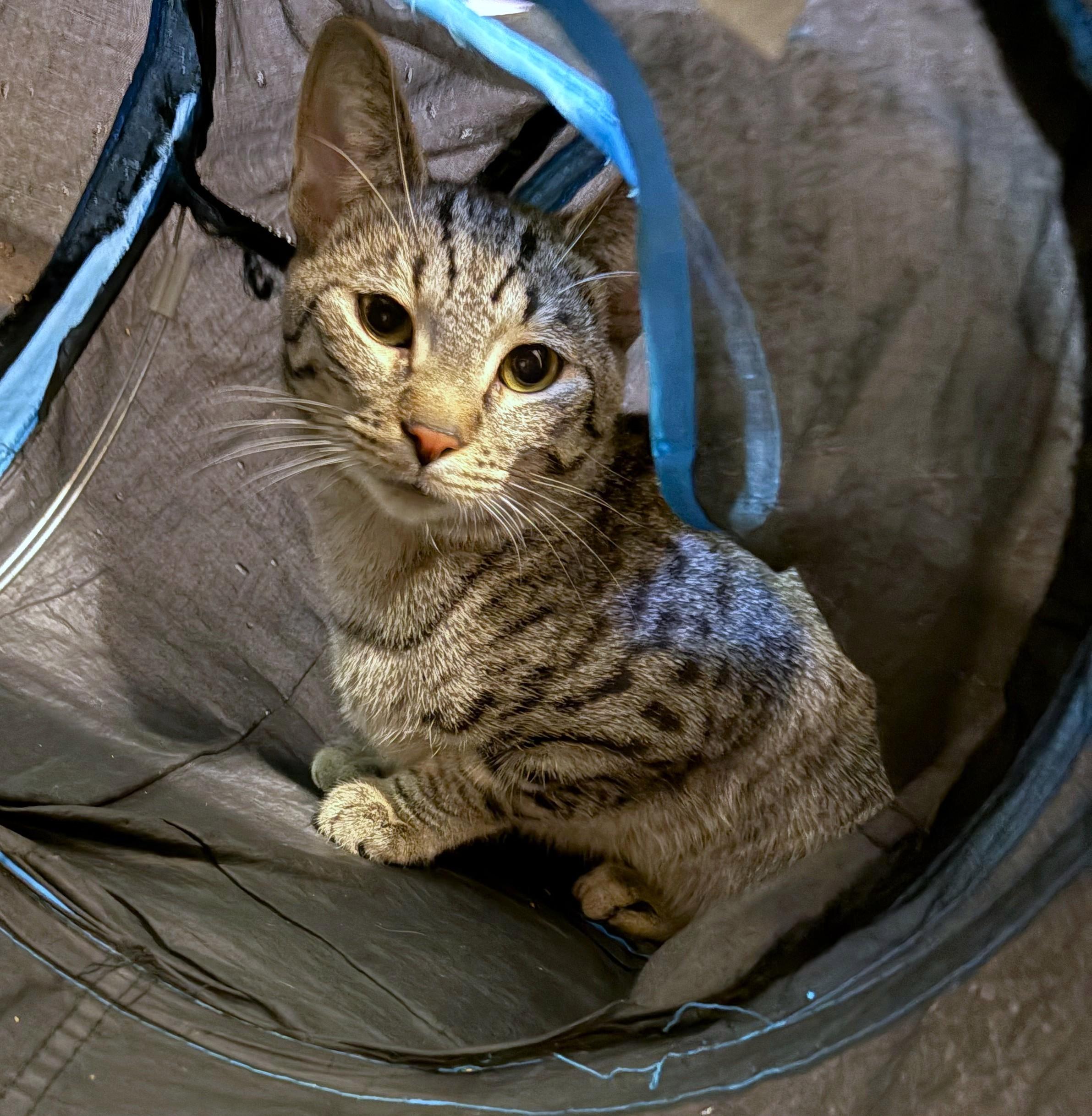 Enlarge Roscoe, a ADOPTABLE Tabby in New Albany, OH image 2/4