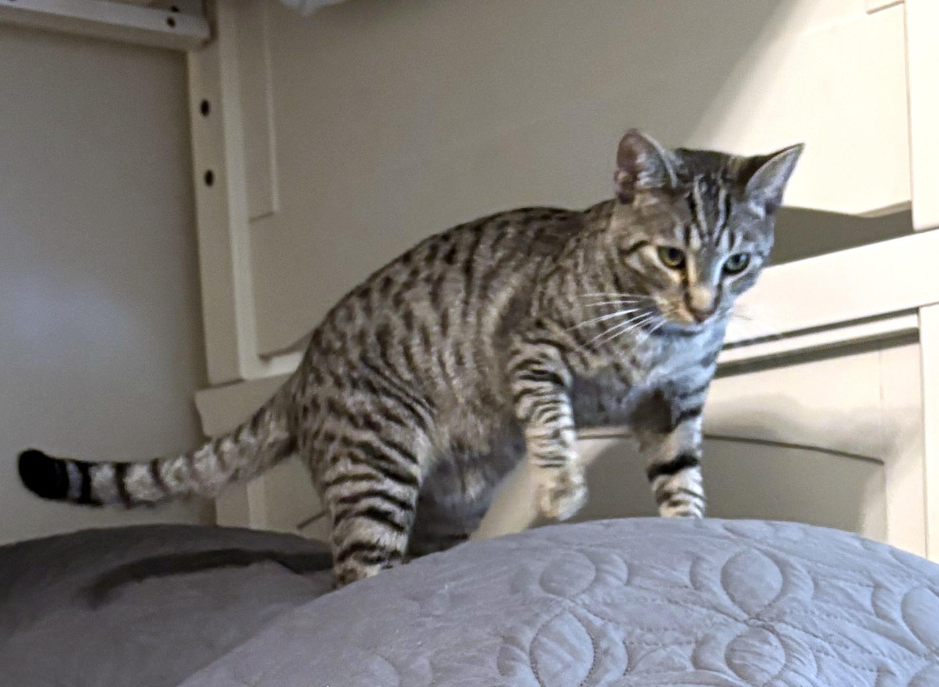 Enlarge Roscoe, a ADOPTABLE Tabby in New Albany, OH image 5/6