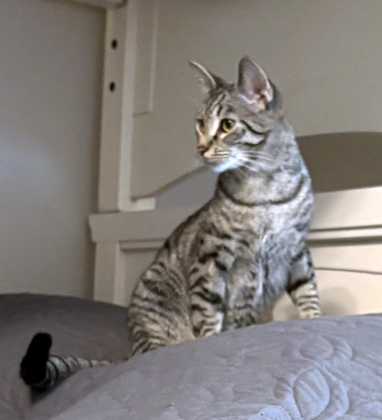 Enlarge Roscoe, a ADOPTABLE Tabby in New Albany, OH image 6/6