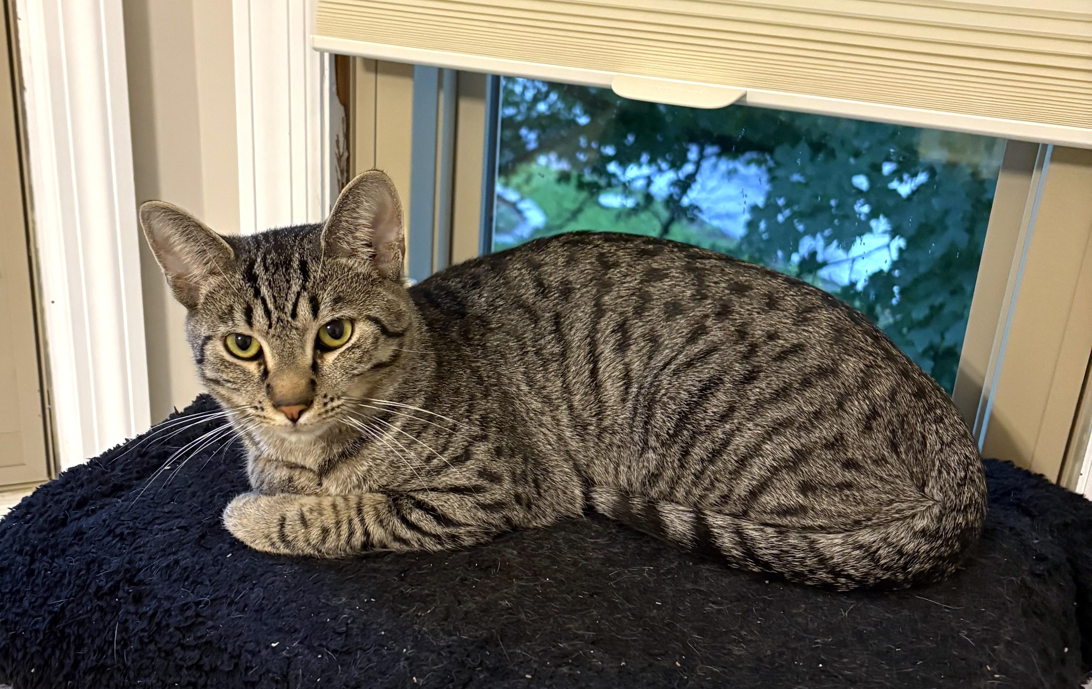 Enlarge Roscoe, a ADOPTABLE Tabby in New Albany, OH image 3/4