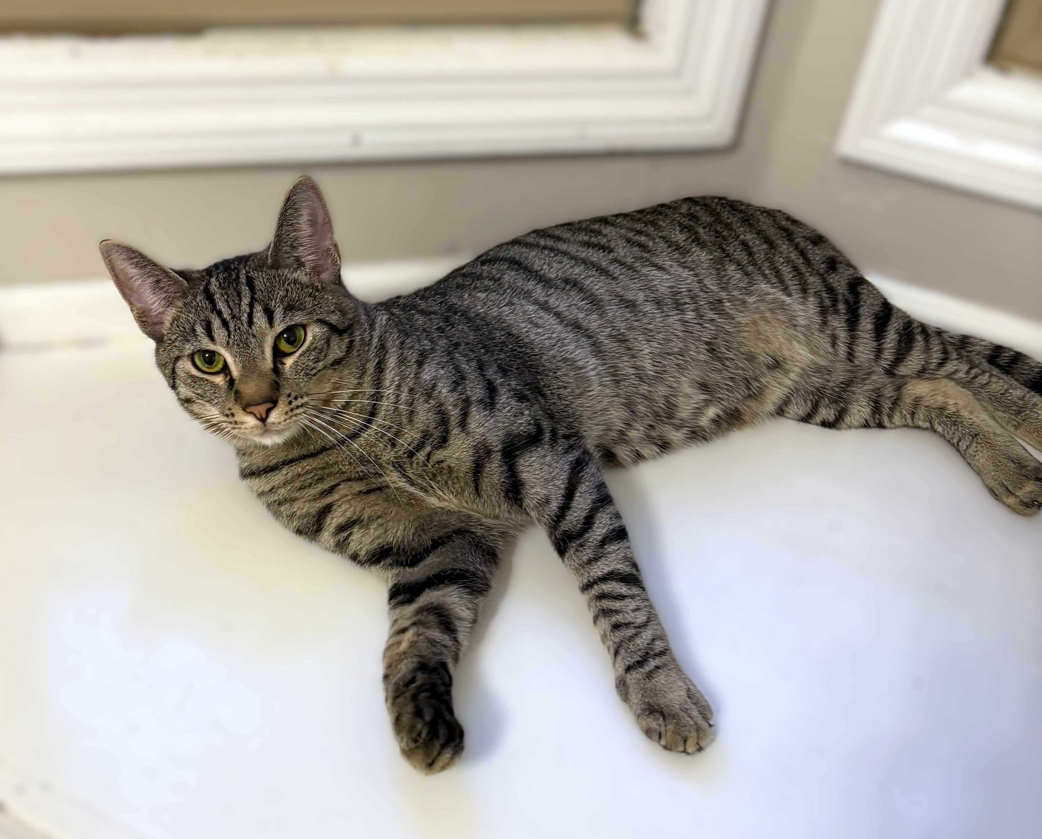 Roscoe, ADOPTABLE, Kitten Male Tabby.