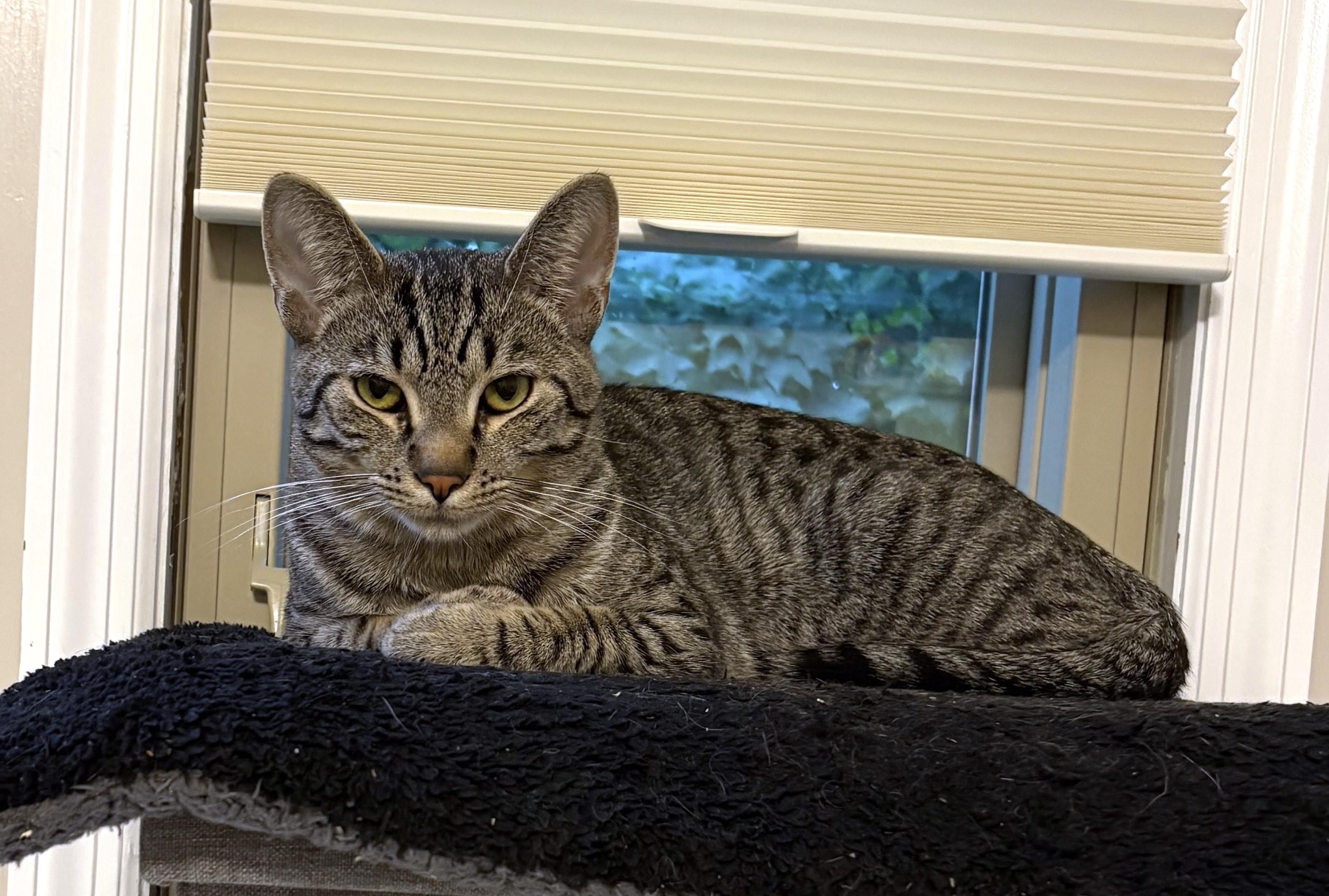 Enlarge Roscoe, a ADOPTABLE Tabby in New Albany, OH image 4/4
