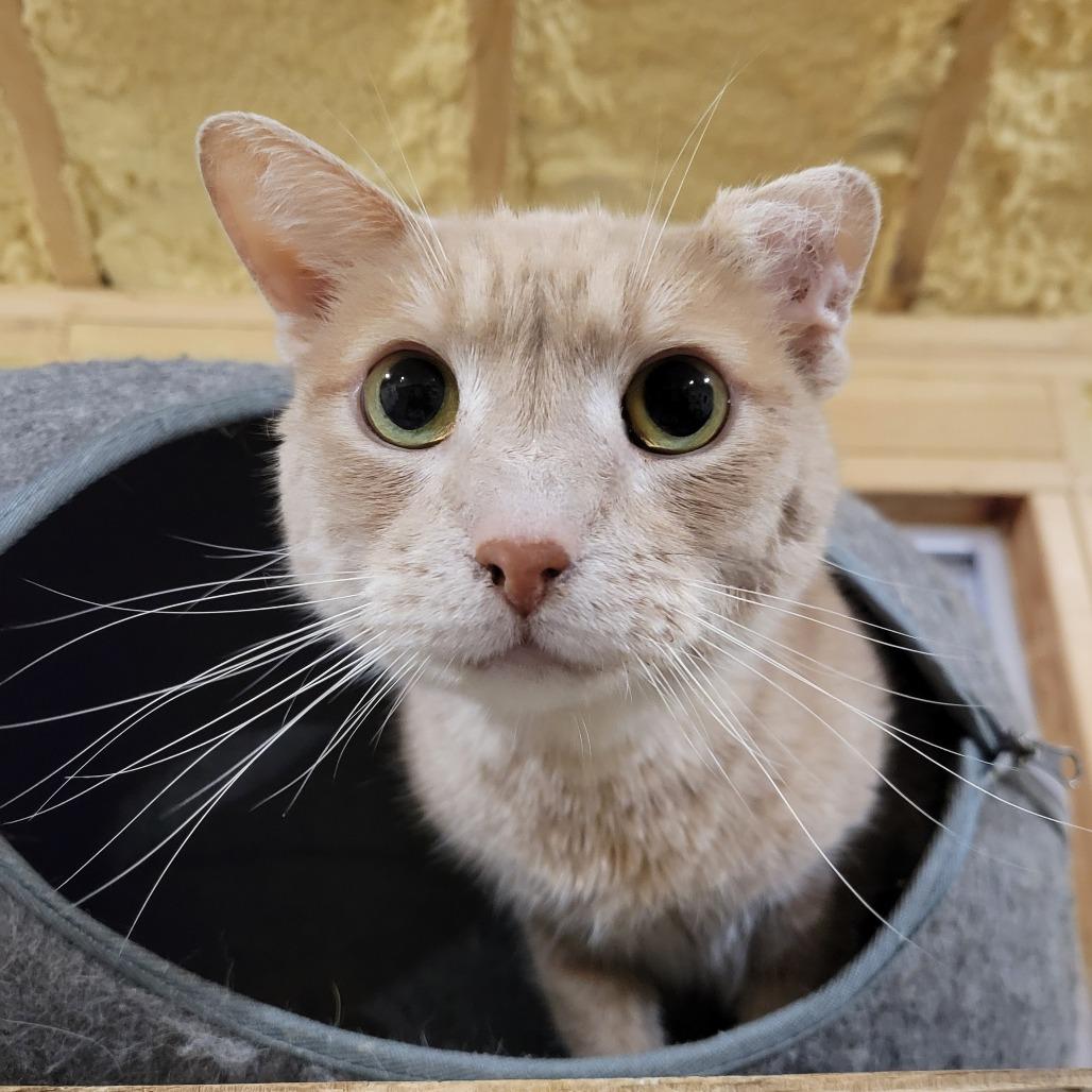 Enlarge Harley, a Adoptable Domestic Short Hair in Park Falls, WI image 1/3