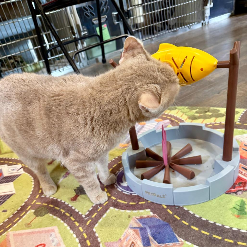 Enlarge Harley, a Adoptable Domestic Short Hair in Park Falls, WI image 2/6