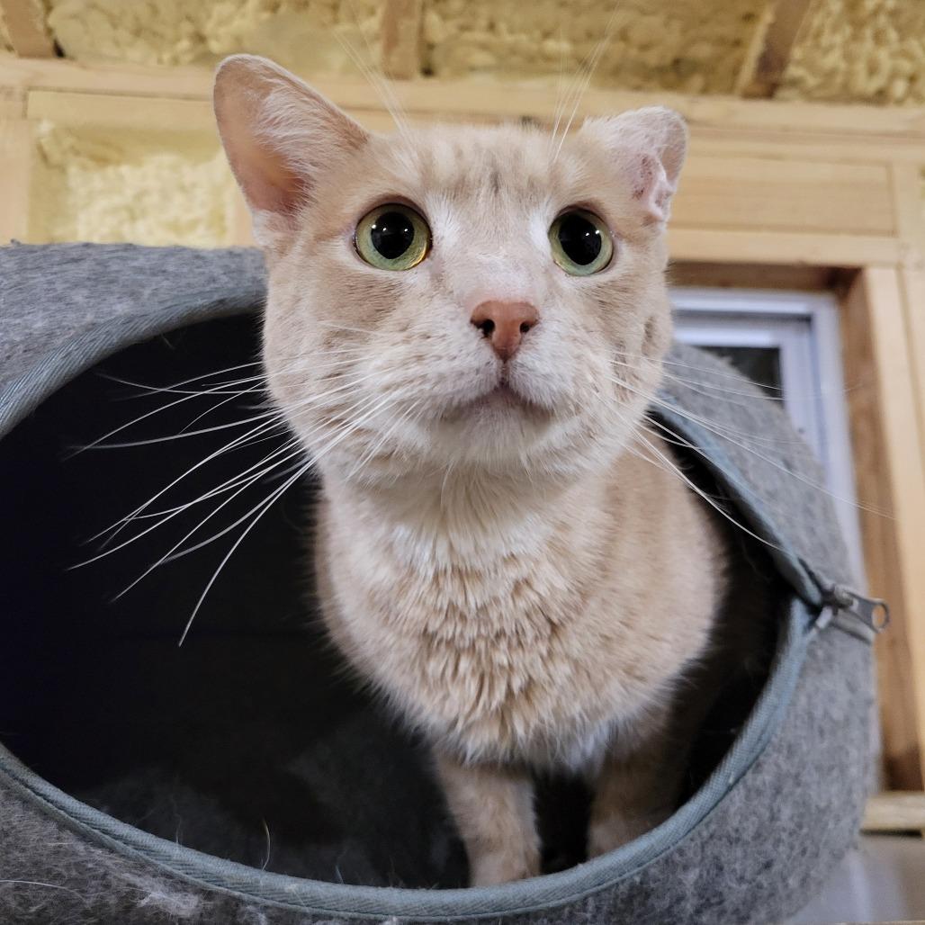 Enlarge Harley, a Adoptable Domestic Short Hair in Park Falls, WI image 2/3