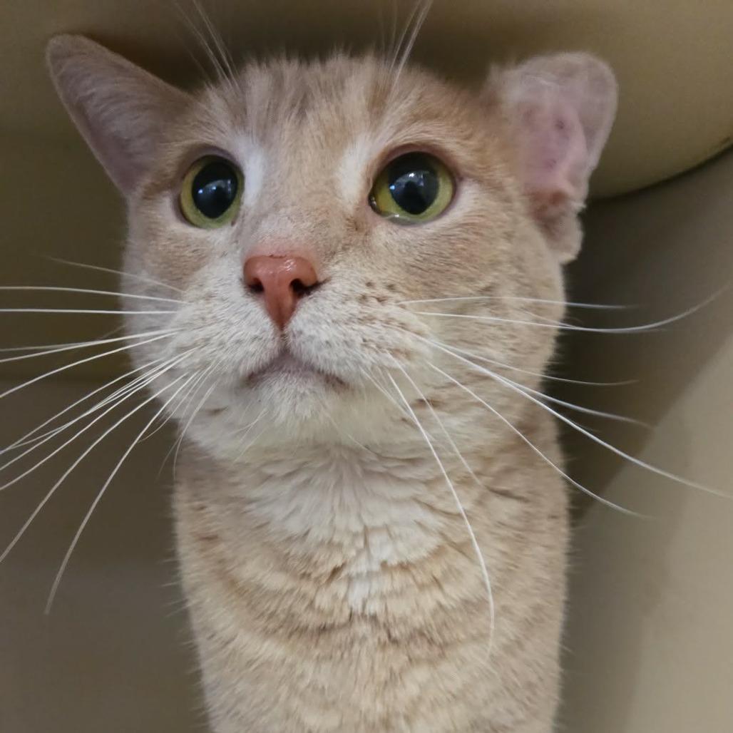 Enlarge Harley, a Adoptable Domestic Short Hair in Park Falls, WI image 3/3