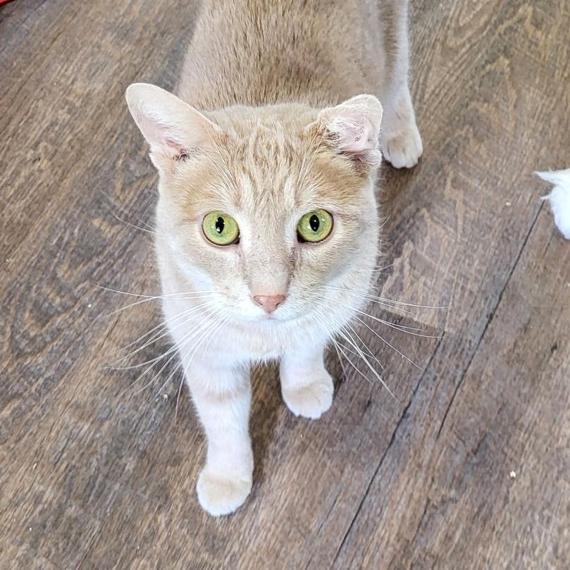 Harley, a Adoptable Domestic Short Hair in Park Falls, WI image 4/4
