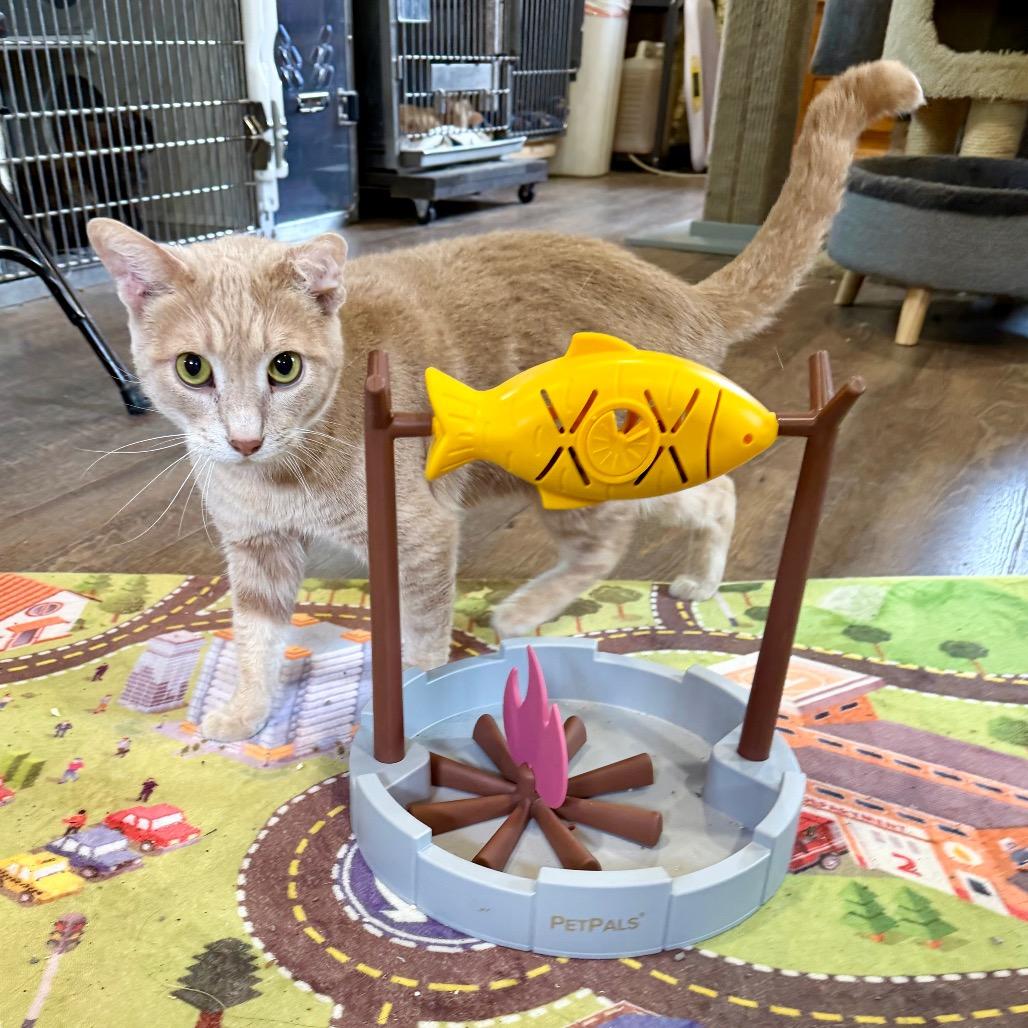 Enlarge Harley, a Adoptable Domestic Short Hair in Park Falls, WI image 6/6