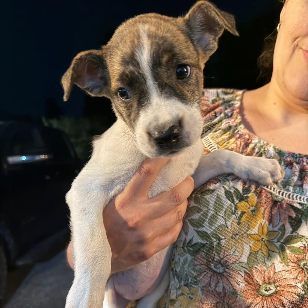 Autmn, Adoptable, Puppy Female Mixed Breed.