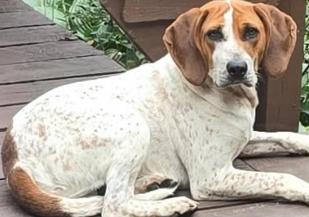 Delayne, Adoptable, Adult Male Hound.