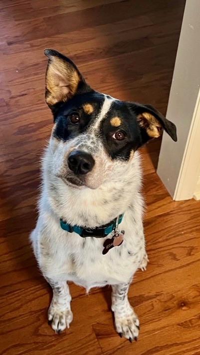 Dottie, adoptable, Young Female Cattle Dog.