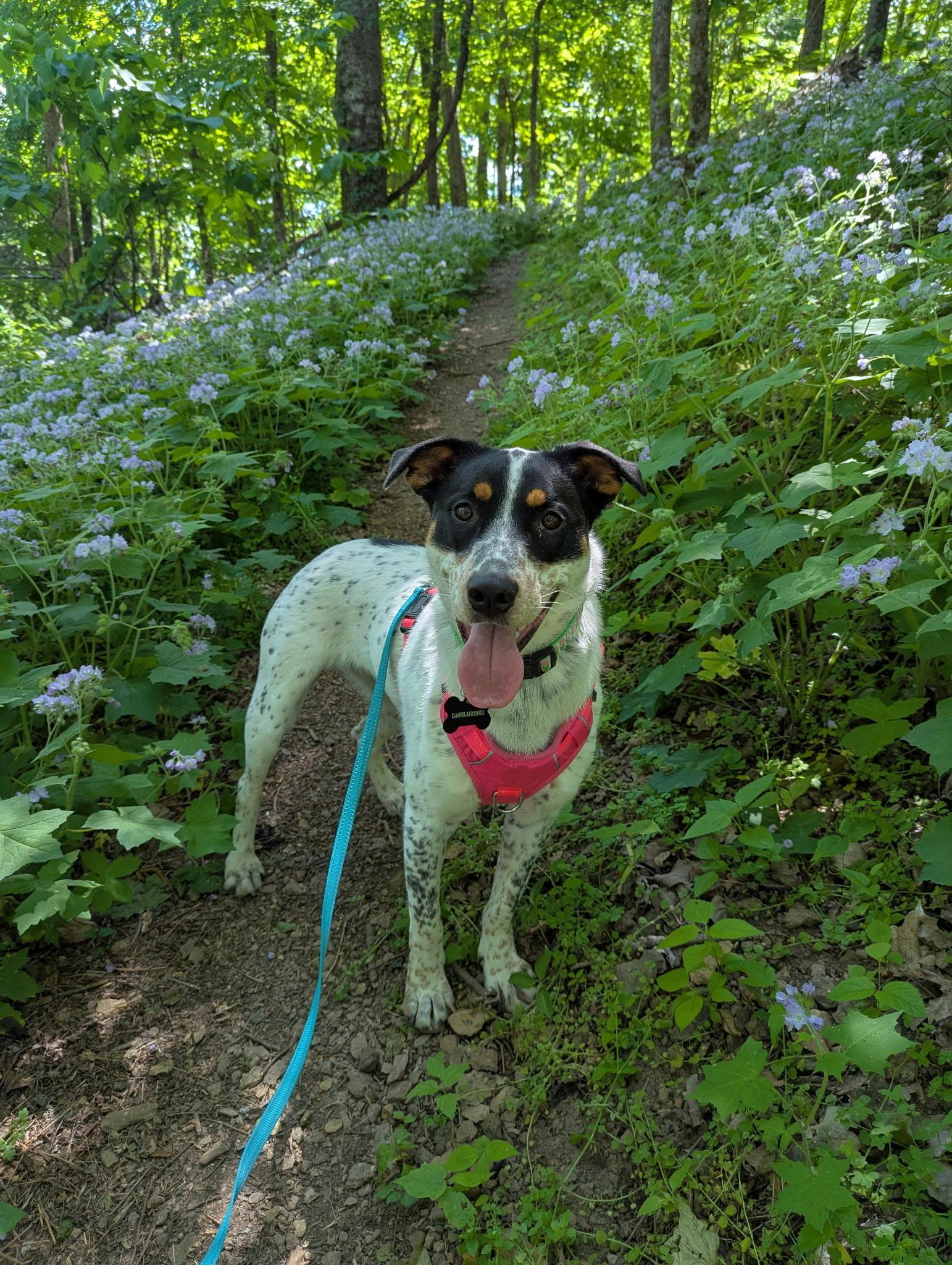 Dottie, an adoptable mixed breed in Nashville, TN image 4/5
