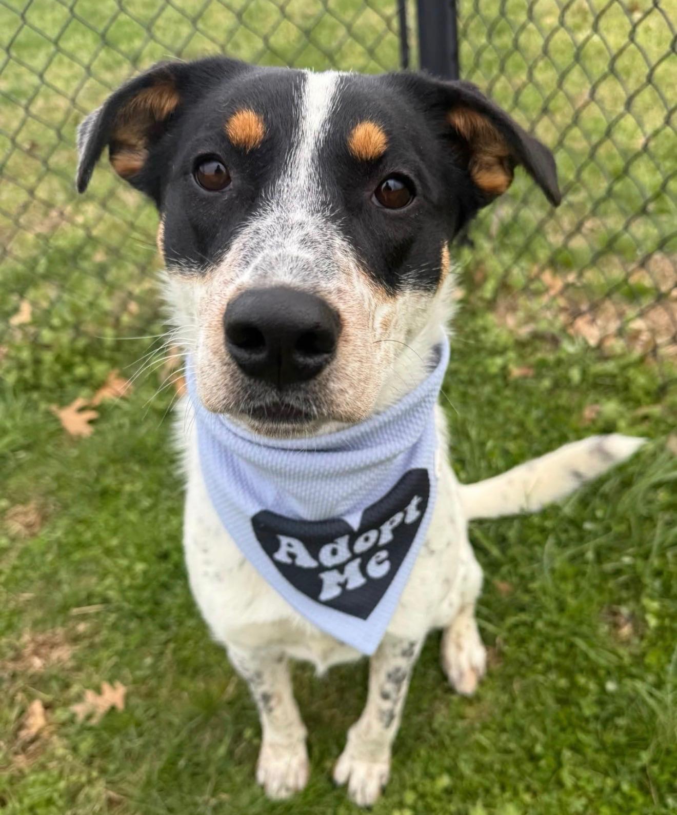 Dottie, an adoptable mixed breed in Nashville, TN image 2/5