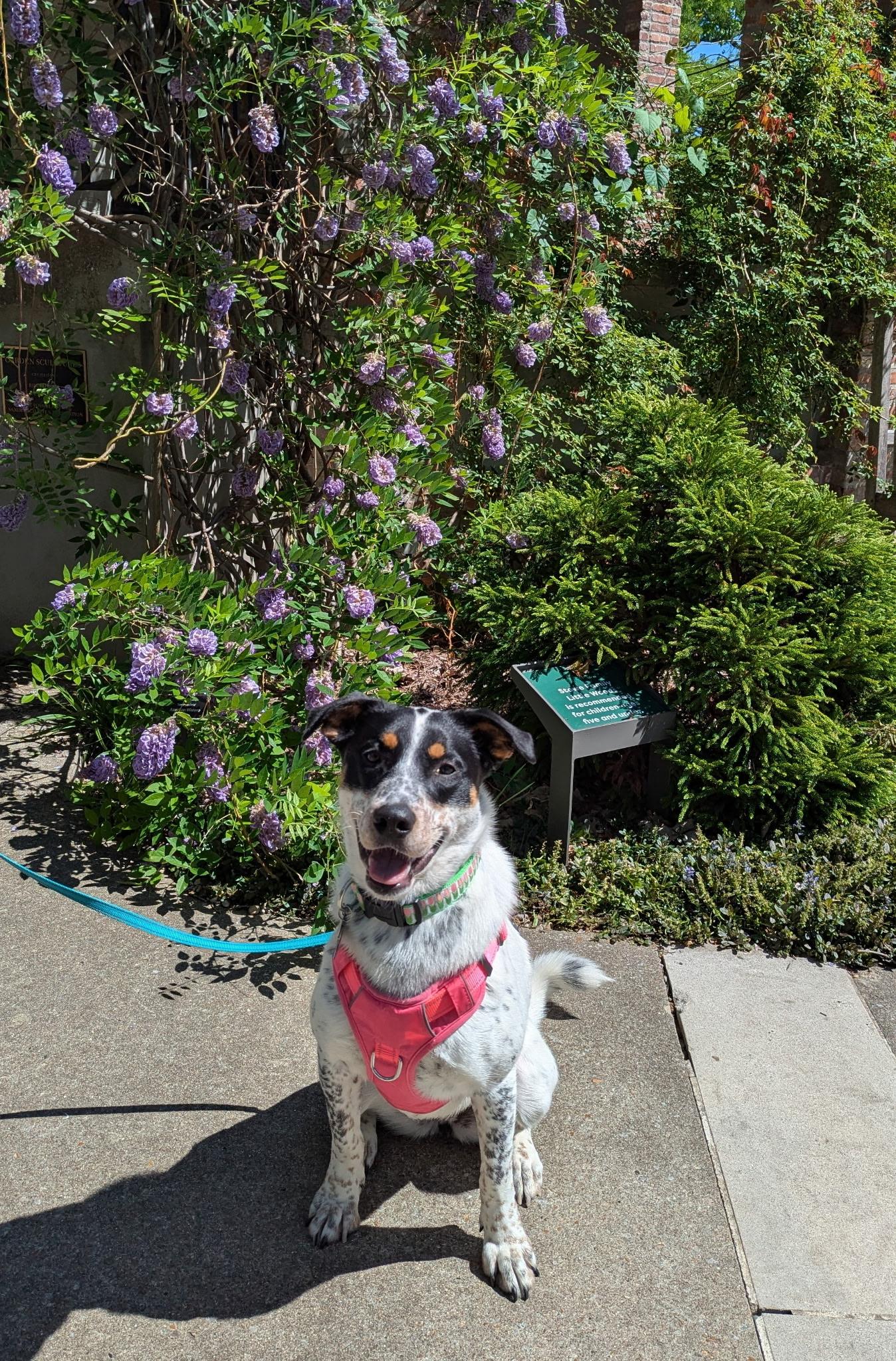 Dottie, an adoptable mixed breed in Nashville, TN image 3/5