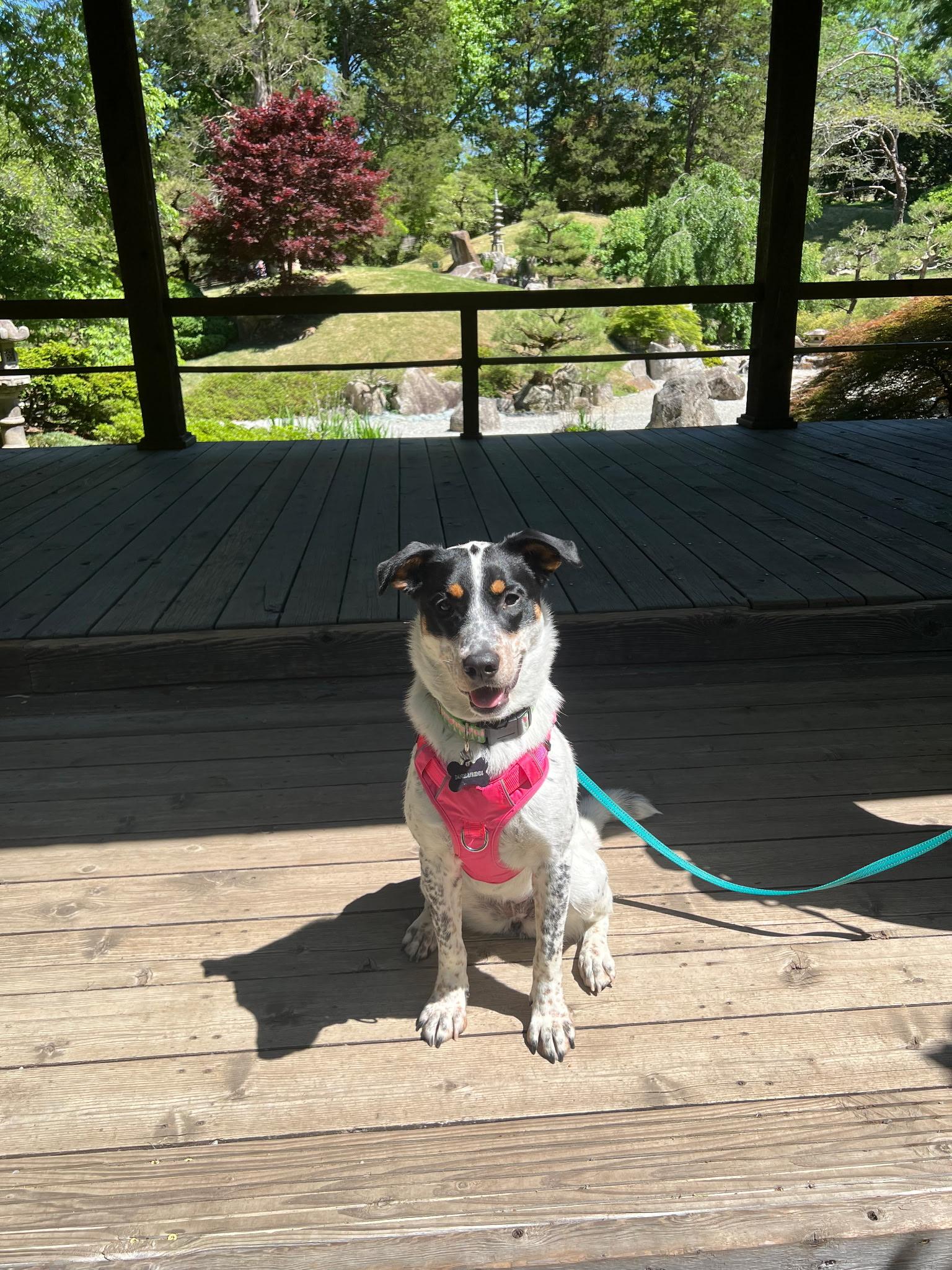 Dottie, an adoptable mixed breed in Nashville, TN image 5/5