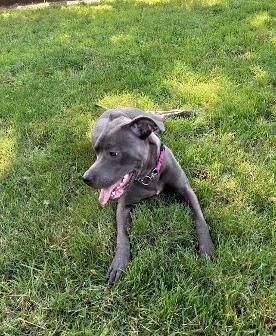 Poppy, a Adoptable mixed breed in West Milton, OH image 3/4