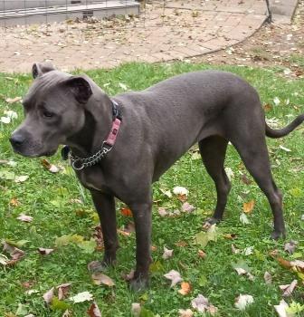 Poppy, a Adoptable mixed breed in West Milton, OH image 2/4