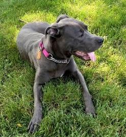 Poppy, a Adoptable mixed breed in West Milton, OH image 1/4