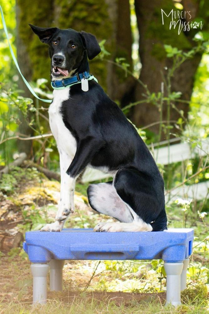Jolly Ollie, a Adoptable mixed breed in Spokane , WA image 1/6